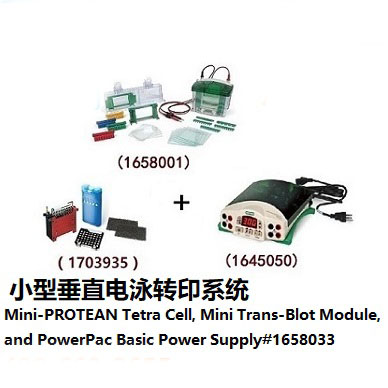 小型垂直電泳轉印系統(tǒng)