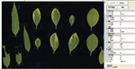 植物葉面積分析儀系統(tǒng)， 野外便攜式植物葉面積分析儀